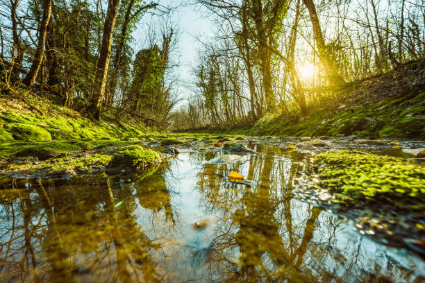 bach über moosige felsen - moose covered stock-fotos und bilder