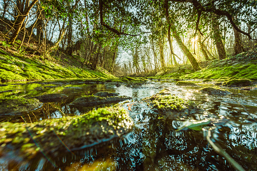 Small stream over mossy rocks in forest nature