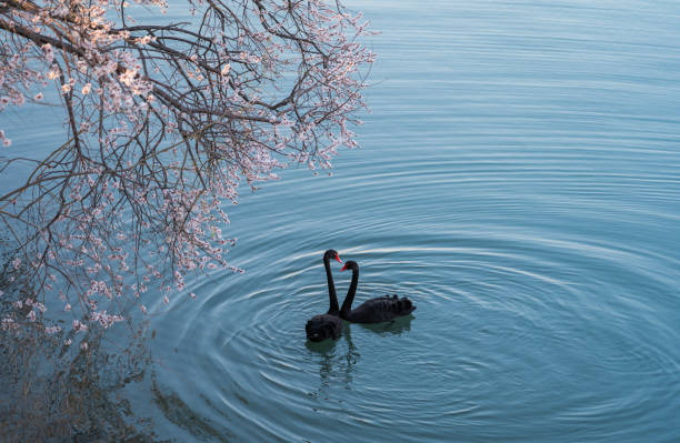 sakura e cisne negro - ripple nature water close to - fotografias e filmes do acervo