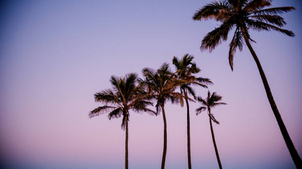 istock palm tree with sunset pink sky tropical resort summer vacation resort 1213988850