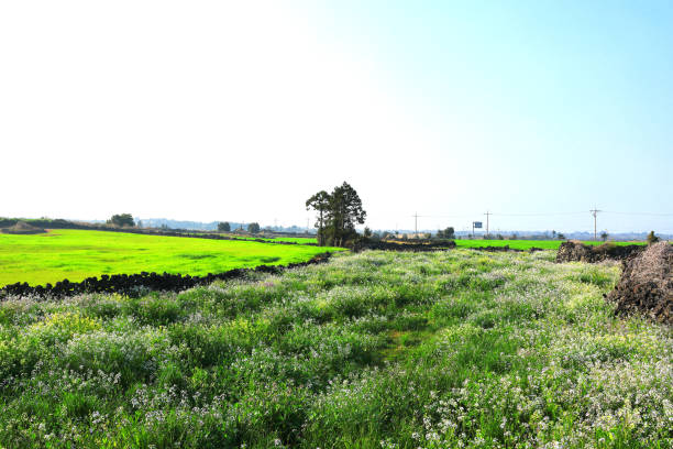 istock Jeju rural spring scenery, fields, field walls, stone walls, 1213994121