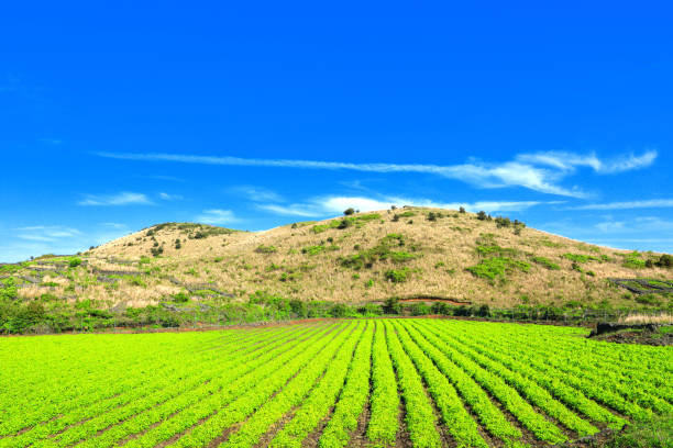 istock Jeju rural spring scenery, fields, field walls, stone walls, 1213994884