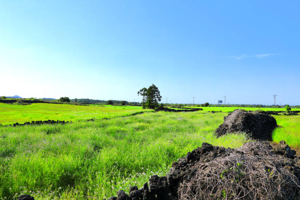 It is a beautiful spring scenery in rural Jeju.
