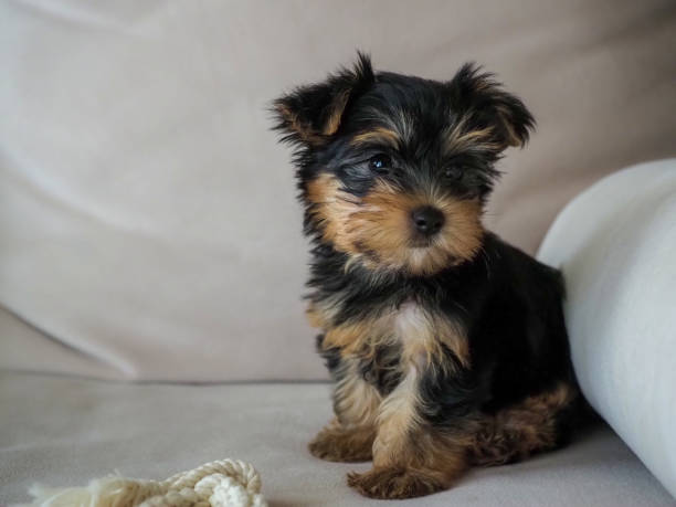 istock Baby cup of Yorkshire Terrier sitting on a cream sofa. 1213994991