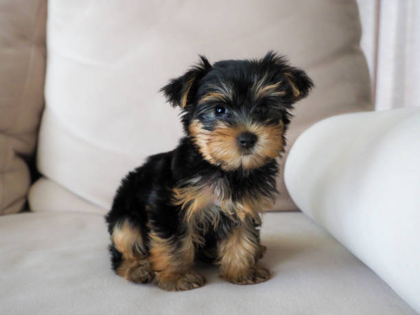 istock Baby cup of Yorkshire Terrier sitting on a cream sofa. 1213996145