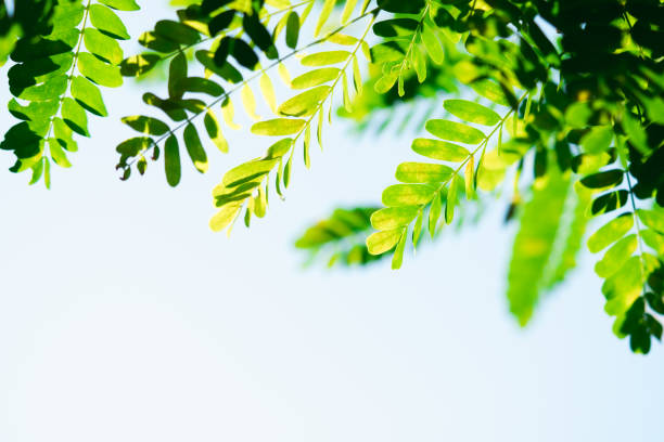 istock Closeup nature view of green leaf 1213996945