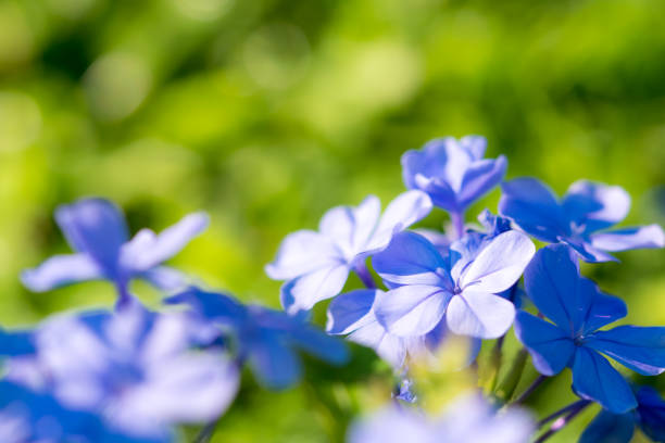istock loseup blue Verbena flower 1213996951