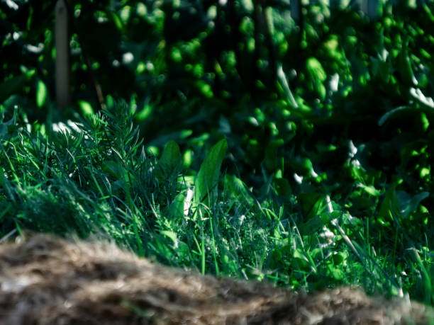 istock wild grass grew in the garden in summer 1213997015