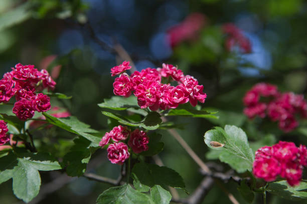 istock Pink hawthorn (crataegus) flowers on blue sky background 1213997722