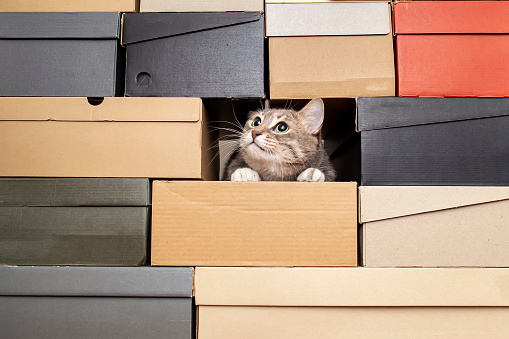 Funny cat climbed into a pile of folded shoe boxes and hides, as if he was hunting someone, looking intently upwards, with copy space.