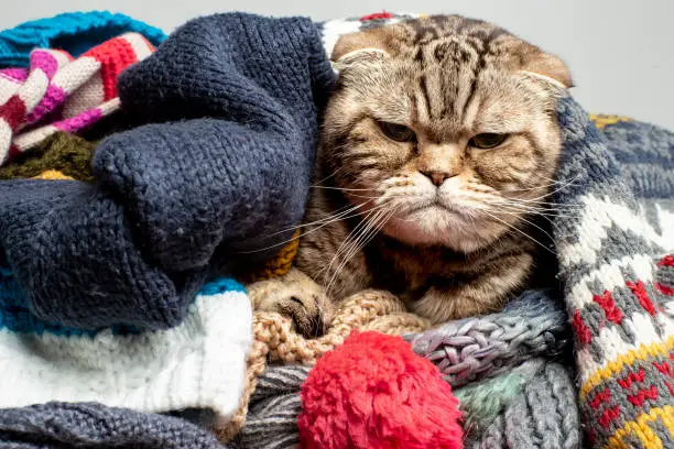 Photo of Very angry and frustrated cat Scottish Fold prepares for the cold autumn and winter, wraps herself and hides in a pile of woolen, knitted clothes.