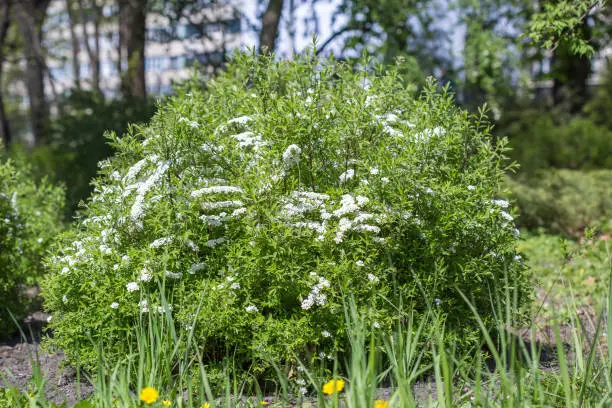 Spiraea cinerea. White alyssum, fragrant flower garden. Gray Grefsheim, spiraea cinerea Zabel, blossoming Spirey. White spring blossoms. Abstract blurred blossom background.