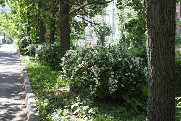 White flowers in the leafage of Deutzia in spring garden