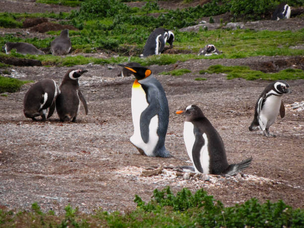istock King penguin, Gentoo penguin and Magellanic penguins 1213999374
