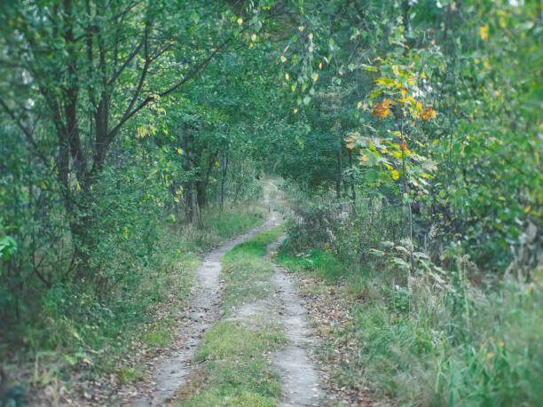 istock dirt road through the autumn forest 1214001080