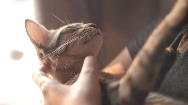istock Young woman hugging kitten. 1214003084