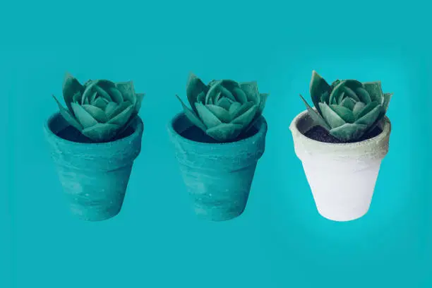 Photo of Three flower in pot, minimal flat lay with copy space