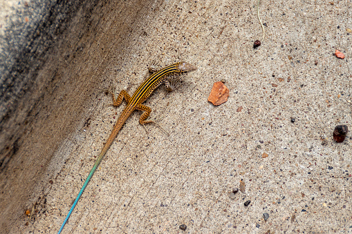 New Mexican Whiptail lizard Aspidoscelis neomexicanus braves the heat and slowly moves across the hot pavement.
