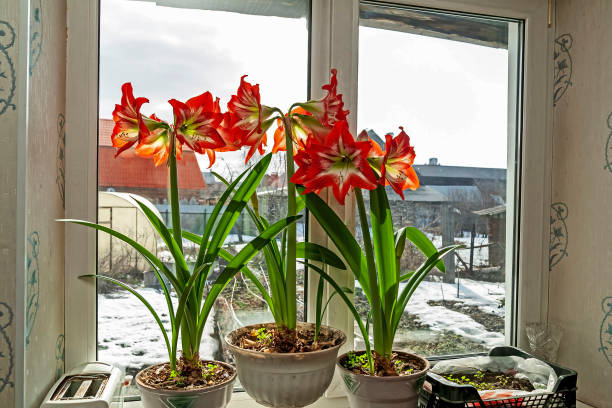 istock beautiful large red Amaryllis flowers 1214007003