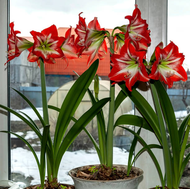 istock beautiful large red Amaryllis flowers 1214007004