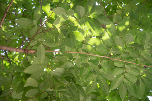 Green leaves background. leaf shapes