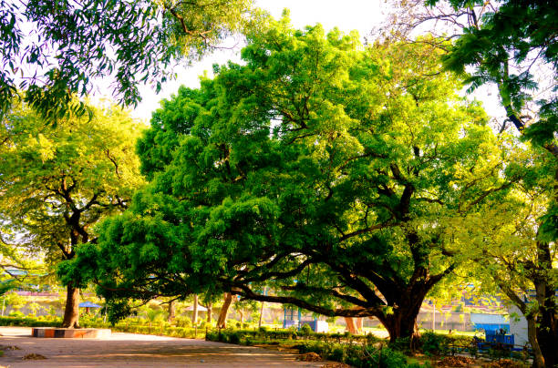 Front View of one old large banyan tree in public park at autumn sunset time. Brightly lit by beautiful sunbeam on treetop. Vibrant Green color leaves. Nature landscape. Tranquil background scene.