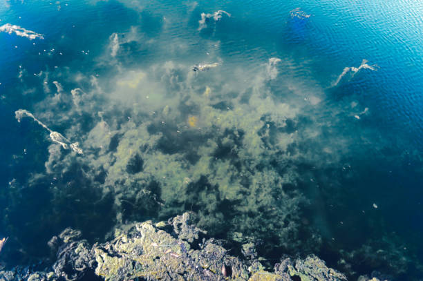 istock Deep Blue sea ocean floor Backgrounds. Abstract pattern texture and color. Aquatic organisms sea Life backdrop. Natural Wallpapers design elements. 1214008022