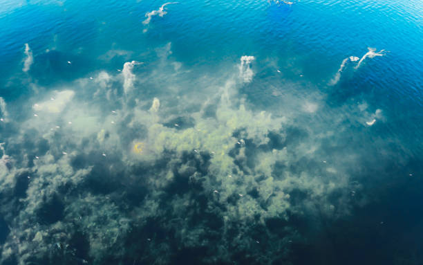 istock Deep Blue sea ocean floor Backgrounds. Abstract pattern texture and colour. Aquatic organisms sea Life backdrop. Natural Wallpapers design elements. 1214008278