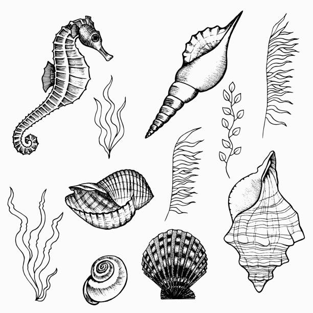 illustrations, cliparts, dessins animés et icônes de flore et faune de l’ensemble des fonds marins - vacations nature shell snail