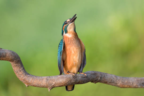 el joven kingfisher llama a sus padres (alcedo atthis) - animals hunting kingfisher animal bird fotografías e imágenes de stock