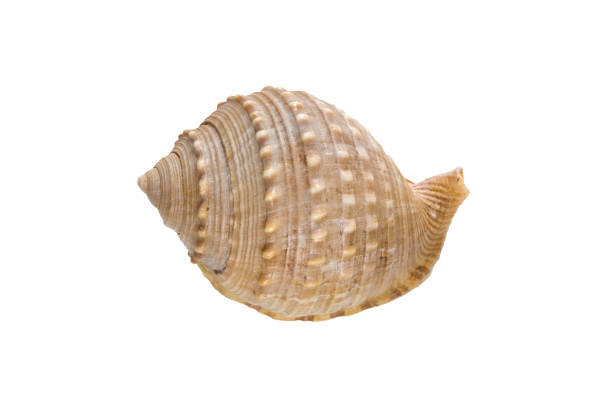 istock beautiful one shell The spiny bonnet or helmet shell (Galeodea echinophora ) isolated 1214009212