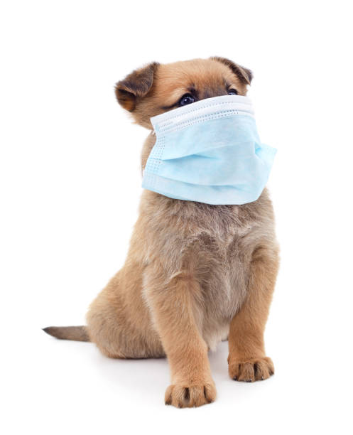 istock Dog in medical mask. 1214009229