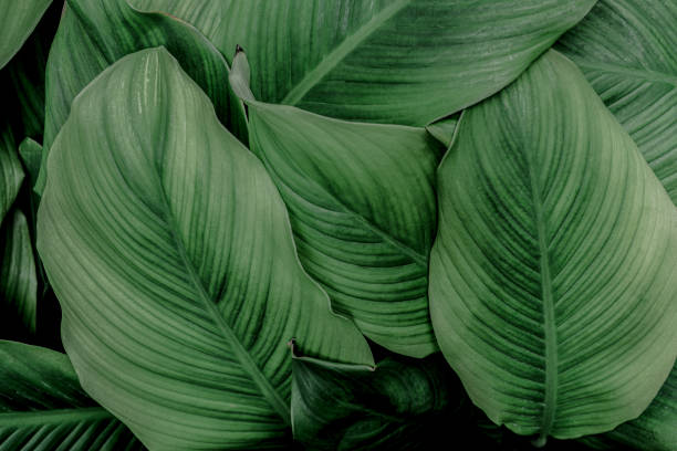 istock green leaves for background and wallpaper 1214011569