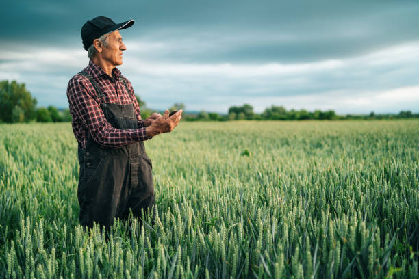 istock Senior farmer looking at smart phone in field 1214011640