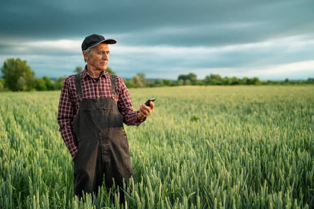istock Senior farmer looking at smart phone in field 1214011643