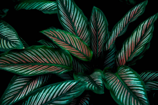 istock green leaves for background and wallpaper 1214011728