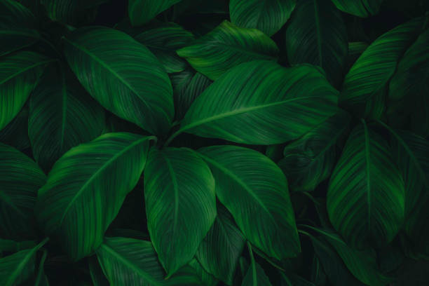 istock green leaves for background and wallpaper 1214011729