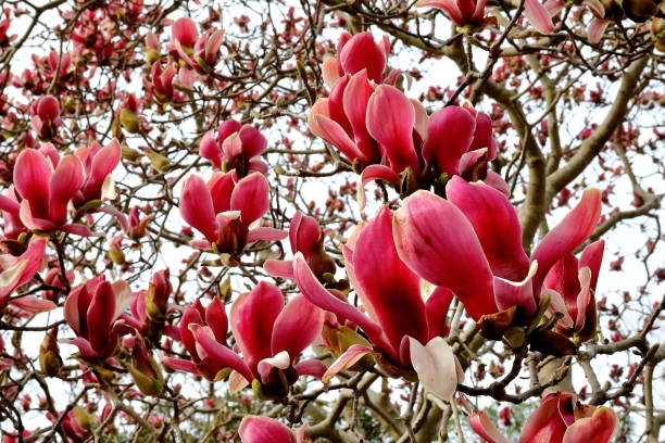 Japanese Purple magnolia Japanese Purple magnolia jane magnolia stock pictures, royalty-free photos & images