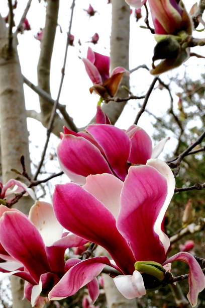 istock Japanese Purple magnolia 1214012543