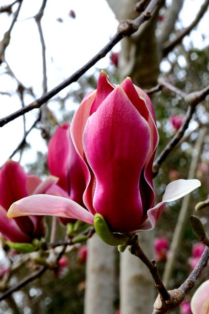 istock Japanese Purple magnolia 1214012559