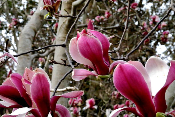 istock Japanese Purple magnolia 1214012571