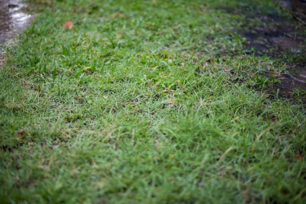 istock Green grass and water droplets for background. 1214012620