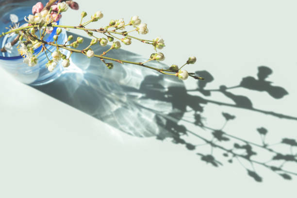 コップ一杯の水の中の桜の枝 - 太陽 写真 ストックフォトと画像