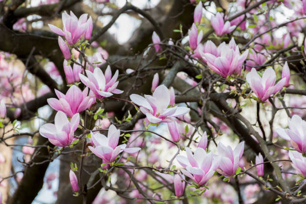 istock Twigs pink magnolia flowers bloom in early spring 1214013516