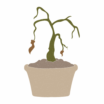 wilting plant hand drawn vector