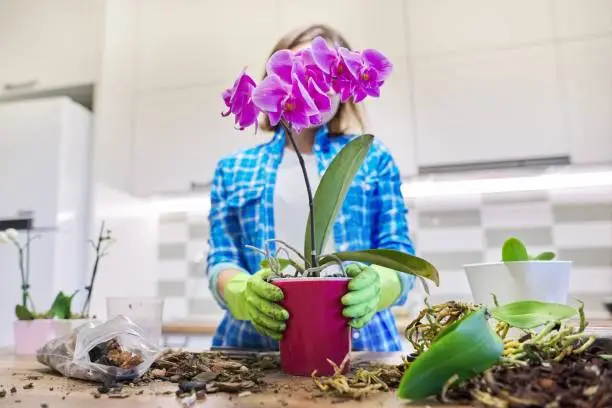 Woman caring for plant Phalaenopsis orchid, cutting roots, changing soil, background kitchen interior
