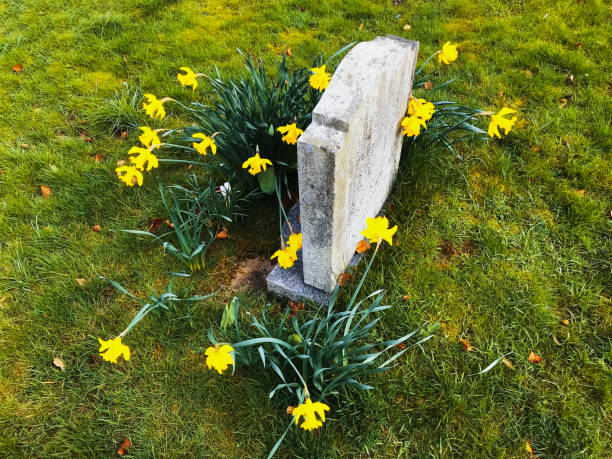 Daffodils growing in a cemetery.