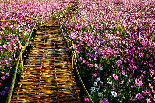 Perspective view of woven bamboo bridge/walkway in the middle of pink Cosmos flower field. Cosmos Bipinnatus or Mexican Aster.