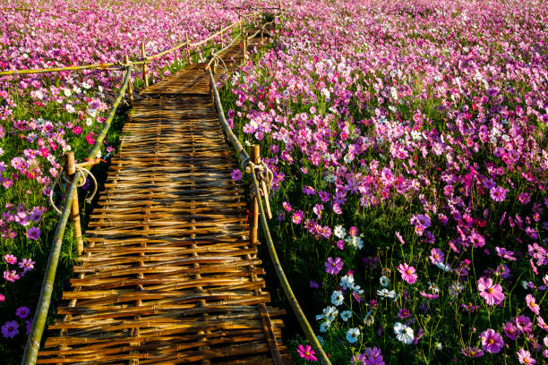 Perspective view of woven bamboo bridge/walkway in the middle of pink Cosmos flower field. Perspective view of woven bamboo bridge/walkway in the middle of pink Cosmos flower field. Cosmos Bipinnatus or Mexican Aster. bamboo bridge stock pictures, royalty-free photos & images