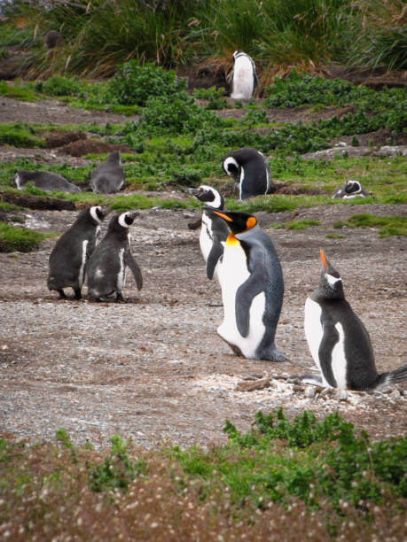 istock King penguin, Gentoo penguin and Magellanic penguins 1214017179
